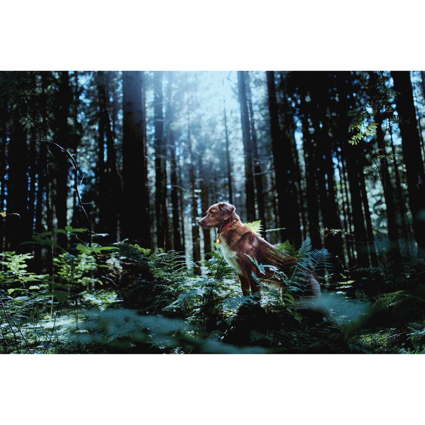 Night Scope Rechargeable Pet Light