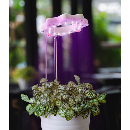 Bloomie Indoor Grow Light